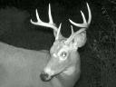 Deer Every Night On The Game Camera